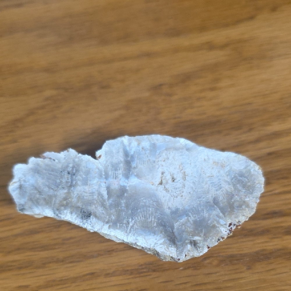 Fossilized Coral Slice
